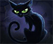 gato